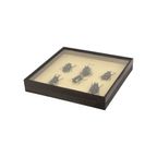 Set Van 6 Mannetjes Atlaskevers Xl Zwarte Houten Lijst Taxidermie thumbnail 6