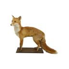 Mooie Opgezette Vos Op Eiken Plank Vulpes Vulpes Vintage Taxidermie thumbnail 5