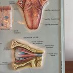 Vintage 3D Human Body Chart thumbnail 3