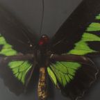 Ingelijste Vlinders Xl Trogonoptera Brookiana Birdwing Taxidermie thumbnail 8