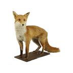 Mooie Opgezette Vos Op Eiken Plank Vulpes Vulpes Vintage Taxidermie thumbnail 3