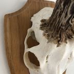 Zweeds Reebokgewei Op Houten Schild Nummer 4 thumbnail 6