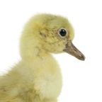 Mooi Opgezette Kleine Gans Kuiken Op Berk Full Body Taxidermie Vogel 16Cm thumbnail 10