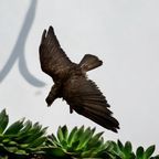 Vintage Xl Opgezette Roofvogel Op Tak Met Houder Muur thumbnail 9