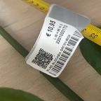 Zijden Bladeren Silk-ka Alocasia thumbnail 8