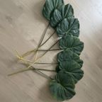 Silk-Ka Zijden Bladen Alocasia thumbnail 3