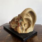 Het Oor – Anatomisch Model Circa 1950 (kovodelny Podnik, Tjechië) thumbnail 2