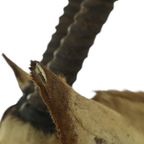 Prachtige Vintage Opgezette Oryx Antilope Gemsbok Taxidermie thumbnail 18