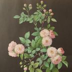 Vintage Sixties Bloemen Ingelijste Botanische Kaarten P.J. Redouté thumbnail 15