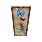 Vintage Opgezette Vlinders In Lijst thumbnail 8
