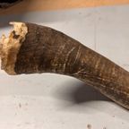 2x Grote Bufferhoorns, Ong. 100cm Lang Elk thumbnail 8