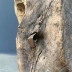 Groot Formaat Uit Houten Stam Gesneden Hoofd Of Gezicht thumbnail 16