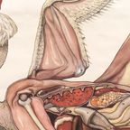 Anatomie Kaart ‘Huhn’ 60037 thumbnail 5