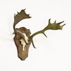 Groot Gewei Op Wandplaat thumbnail 2