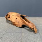 Verweerde Oude Paardenschedel thumbnail 14