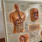 Vintage 3D Human Body Chart thumbnail 5