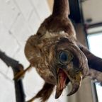 Vintage Xl Opgezette Roofvogel Op Tak Met Houder Muur thumbnail 4