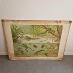 Vintage Schoolplaat Sloot En Plas J R Wolters Amphibiën thumbnail 4