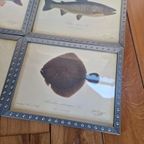 4 Vintage Ikea Vissen Lithografie In Mooie Lijsten. thumbnail 4