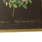 Vintage Sixties Bloemen Ingelijste Botanische Kaarten P.J. Redouté thumbnail 6