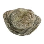Prachtige Verweerde Apollo Buste Tuinbeeld Gegoten Steen 65cm thumbnail 9