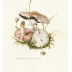 Vintage Print Gewone Weidechampignon thumbnail 3