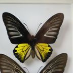 Ingelijste Vlinders Xl Troides Rhadamantus Full Body Taxidermie thumbnail 2