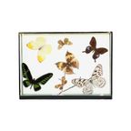 Kleurrijke Ingelijste Tropische Vlinders Taxidermie Opgezet Insect Display 7 Stuks thumbnail 9