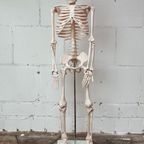 Anatomisch Model Skelet 84 Cm Hoog, 1980’S thumbnail 9
