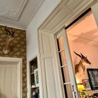 Eland Antilope thumbnail 8