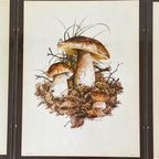 Set Van 3 Vintage Mushroom / Paddenstoelen Prenten - Tage Andersen - Denemarken thumbnail 7