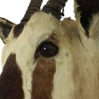 Prachtige Vintage Opgezette Oryx Antilope Gemsbok Taxidermie thumbnail 20