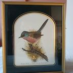 Vintage Dartford Warbler Vogel David Andrews Gouden Lijst thumbnail 8