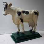 Oude Gipsen Model Van Koe Uit Slagerij, Beenhouwerij thumbnail 3