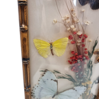 Vintage Opgezette Vlinders In Lijst thumbnail 5