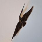 Vintage Teakhouten Wandvogel thumbnail 4