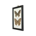 Ingelijste Aziatische Vlinders Taxidermie Opgezet Insect Display 2 Stuks thumbnail 9