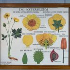 18X Vintage Schoolplaten ‘Botanica’ In Wisselkader thumbnail 8