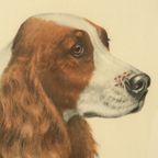 Grote Kleuren Litho Leon Danchin Jachthond Spaniël 68x55cm thumbnail 5