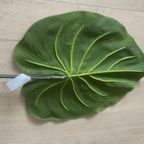 Zijden Bladeren Silk-Ka Alocasia thumbnail 3