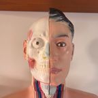 Anatomisch Model Man, Levensgroot. Torso Met Ingewanden, Medisch Voorbeeld thumbnail 9