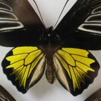 Ingelijste Vlinders Xl Troides Rhadamantus Full Body Taxidermie thumbnail 8