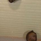 Set Van 2 Vintage/antieke Tchokwe Houten Maskers thumbnail 5