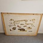 Vintage Schoolplaat Sloot En Plas J R Wolters Amphibiën thumbnail 7