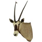 Prachtige Vintage Opgezette Oryx Antilope Gemsbok Taxidermie thumbnail 11