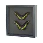 Ingelijste Vlinders Xl Trogonoptera Brookiana Birdwing Taxidermie thumbnail 10