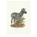 Vintage Print Chapman ZEBRA thumbnail 2