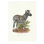 Vintage Print Chapman Zebra thumbnail 2