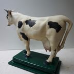 Oude Gipsen Model Van Koe Uit Slagerij, Beenhouwerij thumbnail 4