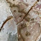 Tang Dynasty Paard thumbnail 6